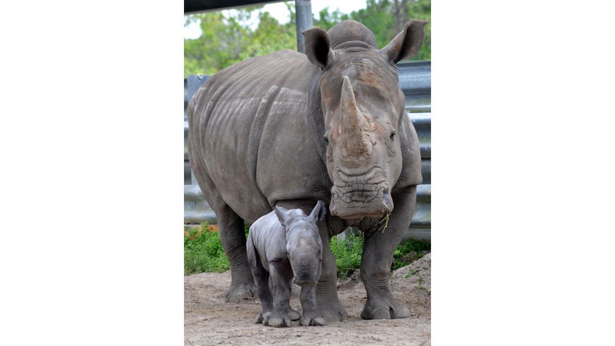 Palm Beach Zoo – Meet Anna the Rhinoceros and Her Mom